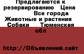 Предлагаются к резервированию › Цена ­ 16 000 - Все города Животные и растения » Собаки   . Тюменская обл.